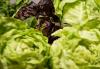 Hawaii officials confirm cyclospora case in visitor; say risk to residents is low