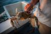 Scientists probe sharp drop in Chesapeake Bay’s crab population