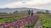 How agritourism is drawing thousands to Utah farms