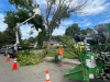 Dutch Elm Disease will likely become a norm in Regina