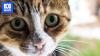 Researchers say pet cats wrongly blamed for injuring native wildlife