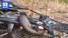 Cyclist bitten by brown snake caught in her bike chain