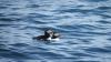 This Maine island mail boat will take you on a puffin tour