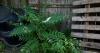 How invasive species threaten Ohio’s native plants and wildlife