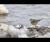 American Pipit––Tougher than they look