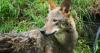 Red wolf recovery sees boost as four litters born in Eastern North Carolina