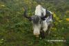The backbone of the Himalayan economy: Why Nepal’s rangelands matter