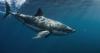 White Sharks Are All Over The News This Summer With A Rare Rhode Island Sighting