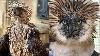 Philippine Eagle Sawaga-Dalwangan shows major recovery—PEF