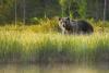 Idaho leaders praise proposed griz plan