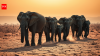 During Tanzania's deadly 1993 drought, an elephant matriarch's memory helped save her entire herd, while a younger leader stayed behind and more calves died