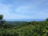 The Politics of Taiwanese Tea Terroirs