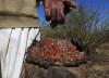 The hidden cost of gum arabic: Inside Sudan’s war economy