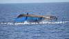 More than 500 feared dead after boats carrying refugees sink off Myanmar, says UN