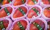 Taiwan’s first Europe mango exports target market dominated by Pakistan