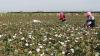 No 3 Heavy Industries Enterprise seeks tenders for cotton purchase