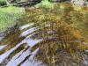 URI researchers discover rare freshwater mussels in Moosup River