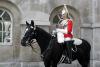 Tradition or Cruelty? King's Guard Horse Overheats During Record-Breaking UK Heatwave