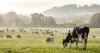 New Swiss agreement cuts tariffs on key UK farm exports