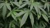 Vermont police train to spot cannabis impaired drivers