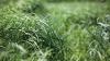 UT earns millions to turn grass into car parts and more