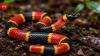 Coral snakes: Size, habitat, diet and the facts behind their colourful warning bands