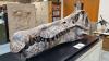 $50 mn T-Rex heads to mystery buyer as scientists sound alarm