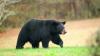 Maryland’s Black Bear Hunt Lottery Is Now Open—Here’s How To Apply