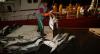 Oversight gaps in Senegal flagged as shark finning slips through port controls