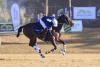 International polocrosse elite, tourists converge