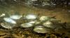 Maine Counts Over 20 Million River Herring During Annual Run, the Highest in Decades