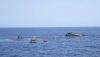 Two boats carrying more than 500 passangers capized off Myanmar coast