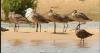 Hudsonian godwit sighted along New Buffalo shoreline