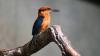 Guam kingfishers vanished from their home after invasive snakes devastated their species: Now scientists are restoring them with four new chicks