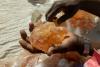 UN report says Sudan’s war economy, especially Gum Arabic trade, helping sustain conflict