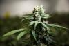 Ottawa’s high taxes are stunting the growth of legal cannabis