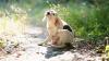5 vet-approved home remedies for dogs suffering with allergies