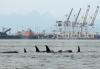 ‘Industrial sacrifice zone’: the plan to bring oil supertankers to the mouth of the Fraser River