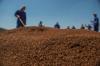 South Africa's rooibos heads to space