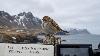 First-Ever American Tree Sparrow Recorded in Iceland2 min read