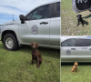 Kansas game wardens introduce new K9 teams