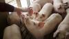 CAFOs produce 33 tons of manure for each Iowan annually, report says