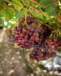 Namibian grapes to face tough China import regulations
