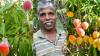 The inspiring story of the Udupi gardener growing Japan's prized Miyazaki mango