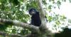 New species of monkey with orange lips reported in central Africa
