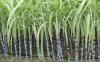 Sugarcane farmers from across the country have threatened to stage nationwide protests over claims of coordinated scheme to frustrate the election of Kenya Sugar Board directors