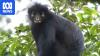 New monkey species with orange lips discovered after years of searching