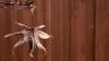 Japanese maples will thrive in summer if you add 1 natural material to the soil