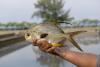 The promise of pompano in Australia