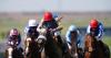 Flora Of Bermuda set for new task at Goodwood